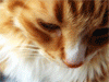 5545949.gif (100x75, 39Kb)