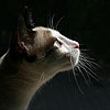 animals79file.jpg (100x100, 2Kb)