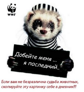 WWF.jpg (294x320, 24Kb)