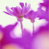 purple_wildflowers.jpg (100x100, 14Kb)