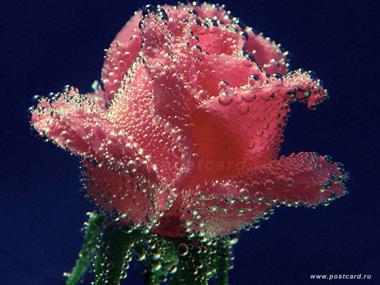 1006948380_underwater_rose.jpg (533x400, 64Kb)