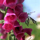 garden_017.jpg (128x128, 15Kb)