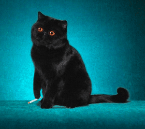 gifs.creep.ru2.gif (300x267, 68Kb)
