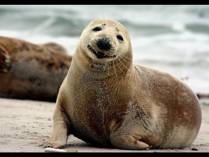 3583050or6.jpg (700x525, 54Kb)