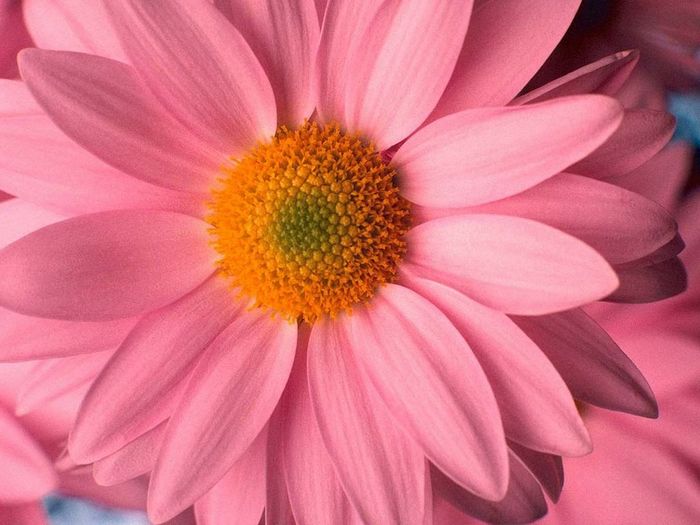 pink-flower-1024.jpg (700x525, 55Kb)