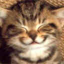 z2cat[1].jpg (128x128, 21Kb)