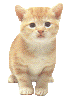 806234_cat19.gif (66x100, 8Kb)