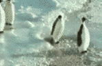 6054223_pingvinuy.gif (149x96, 504Kb)