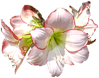5780176_amaryllis02.gif (200x158, 19Kb)