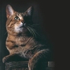 cat9.jpg (100x99, 7Kb)