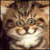 cat1.jpg (100x100, 10Kb)