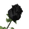 blackrose.gif (100x100, 13Kb)