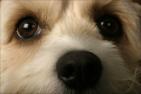 puppy.jpg (141x94, 2Kb)