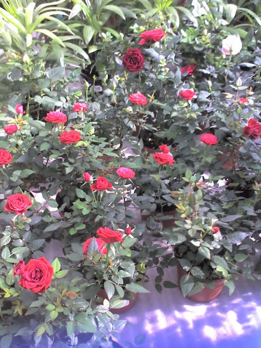 28-02-06_1203.jpg (525x700, 192Kb)