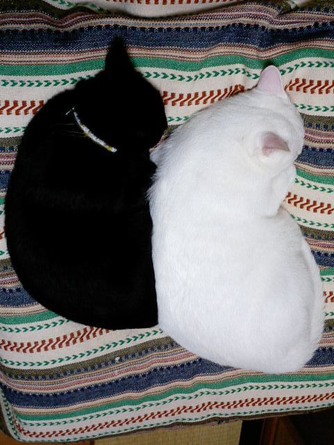 206.jpg (480x640, 76Kb)