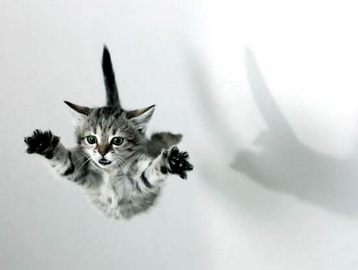 cat_flight.jpg (520x392, 25Kb)