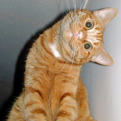 .jpg (400x400, 36Kb)