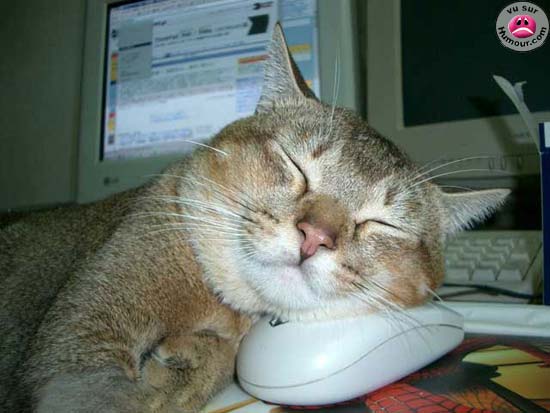 21.jpg (550x413, 31Kb)