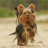 dogs.gif (100x100, 192Kb)