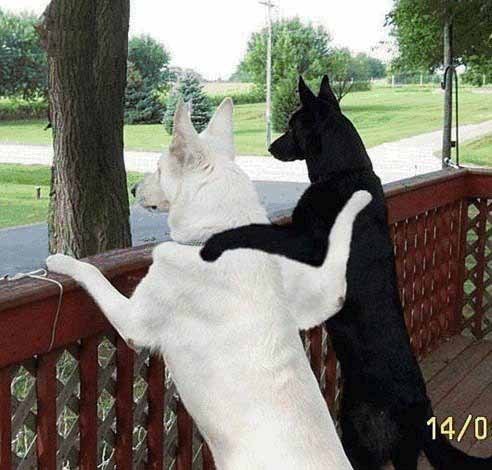 11.jpg (492x470, 42Kb)