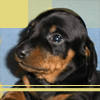 adog.gif (100x100, 9Kb)