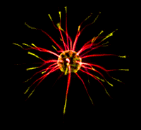 4489961_1670214[1].gif (200x185, 24Kb)