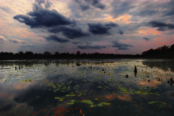 Lake and flowers.jpg (600x399, 49Kb)