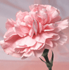 5614840_808765_vaylent25.gif (98x100, 15Kb)