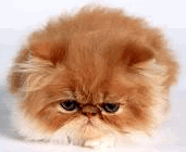 cat.gif (171x140, 16Kb)