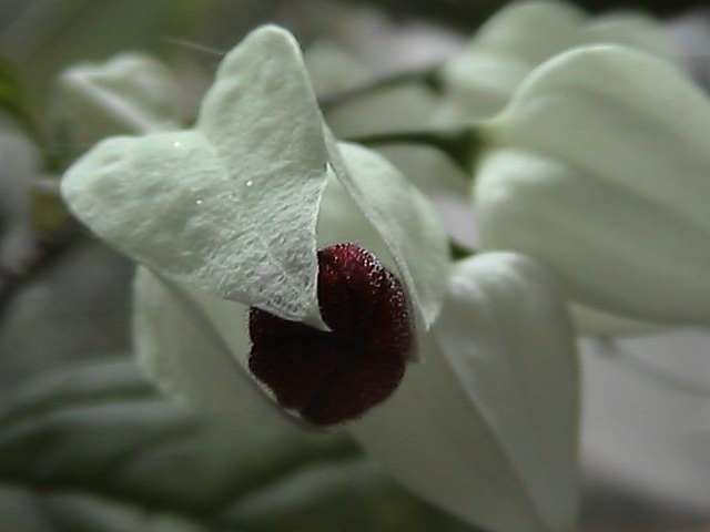HPNX0019.JPG (640x480, 153Kb)