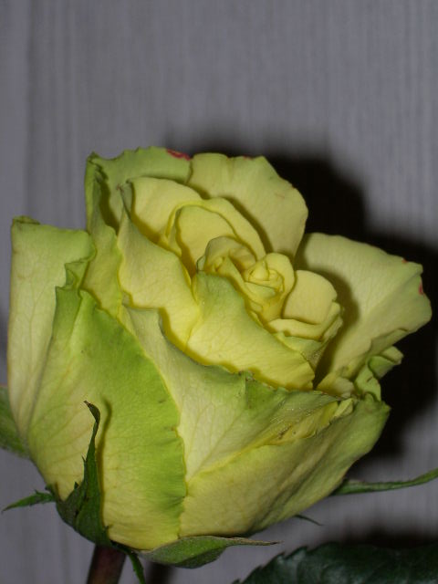  DSCN3370.JPG (480x640, 39Kb)