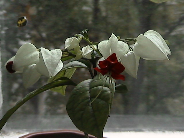 HPNX0043.JPG (640x480, 182Kb)