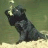 111111111.gif (98x97, 8Kb)