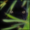 108.gif (100x100, 8Kb)