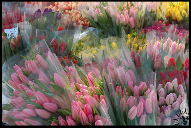 tulip.jpg (613x411, 109Kb)