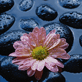 .gif (82x82, 5Kb)