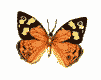 gif465.gif (101x80, 2Kb)