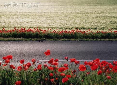 flowers8.jpg (484x353, 38Kb)