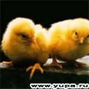 yupa_ru_2005072609283662.jpg (128x128, 7Kb)