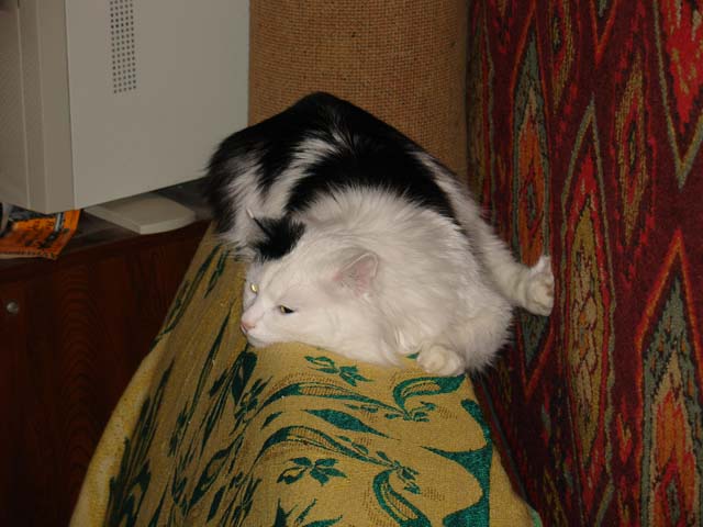 mykat1.jpg (640x480, 74Kb)