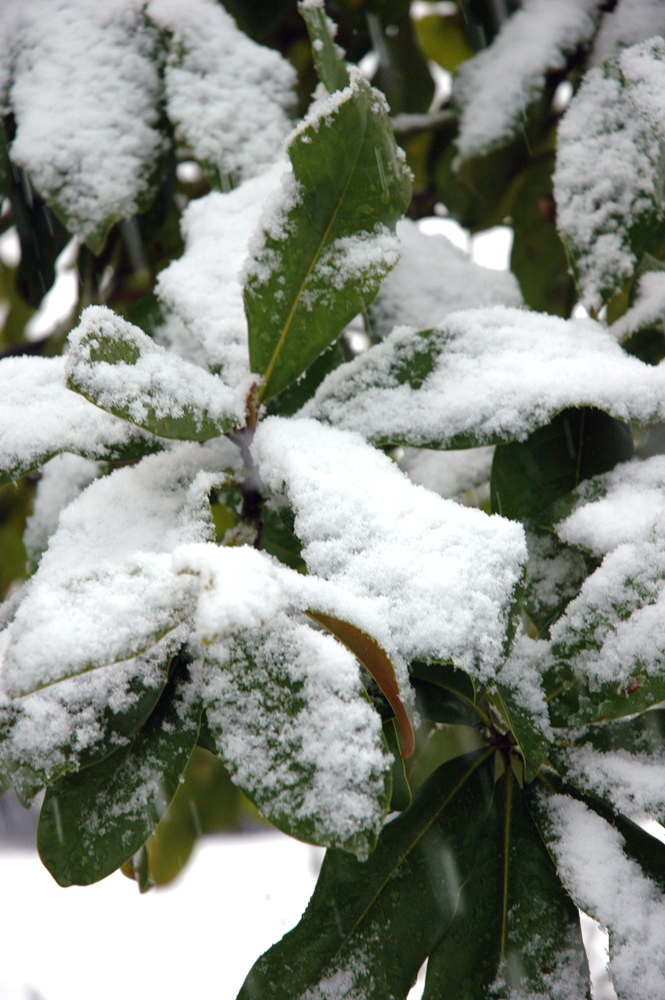 snow01.jpg (665x1000, 549Kb)
