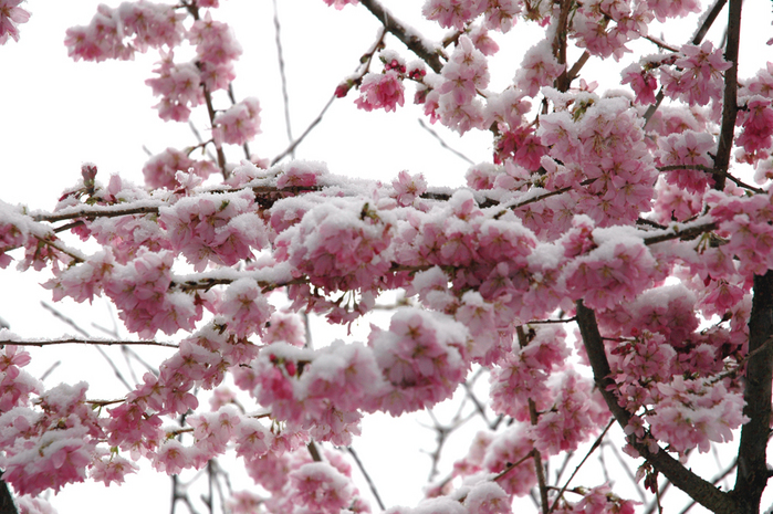 snow09.jpg (699x465, 405Kb)