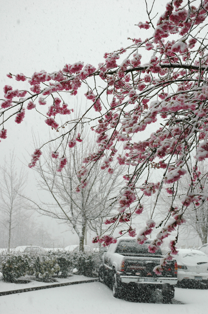 snow05.jpg (665x1000, 675Kb)