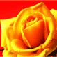 62095_784899_384672.gif (82x82, 3Kb)