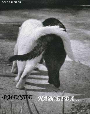 vmmesttkottt2.jpg (310x390, 25Kb)