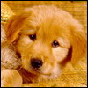 dog3.jpg (100x100, 5Kb)