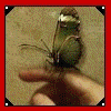  .gif (100x100, 76Kb)