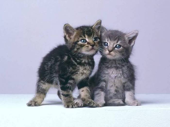 chatons.jpg (700x525, 27Kb)