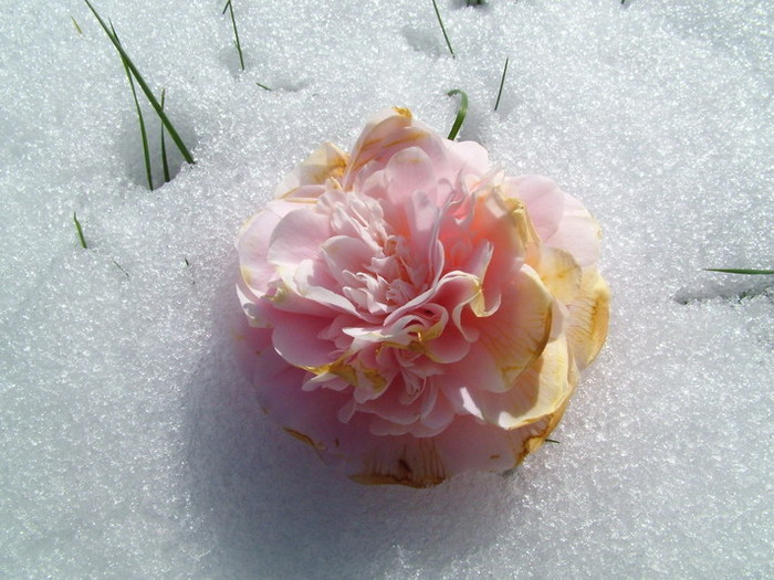 DSCF2763_resize.JPG (700x525, 116Kb)