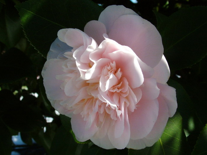 DSCF2762_resize.JPG (700x525, 66Kb)
